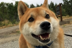 taisho
