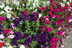 2021_7_22flowers