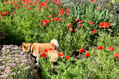 poppies