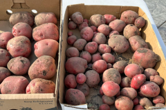 potatoes