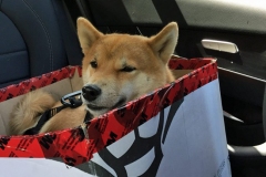 2019_8_11box