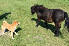 2019_8_19minihorse2