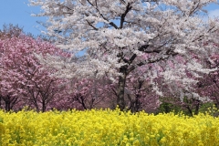 2019_5_8akaginanmen